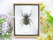 Chalcosoma atlas beetle -