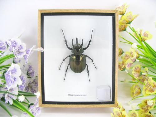 Chalcosoma atlas beetle - ,