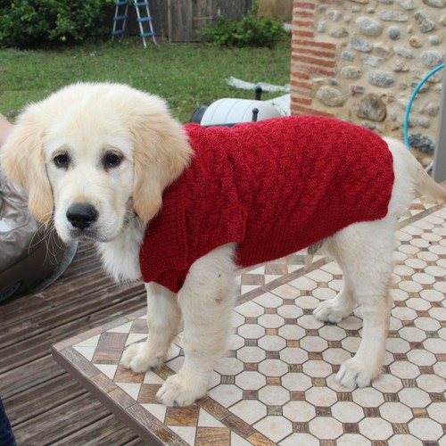 Pull chien taille sur mesure - taille,
