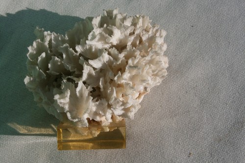 Morceau corail blanc en - morceau, de