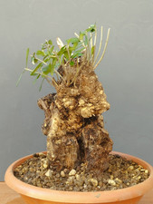 Bonsaï olivier 30 x 20 cm en