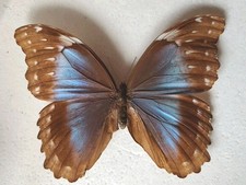 Entomologie Morpho menelaus