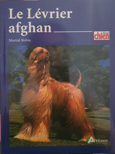 Lévrier afghan martial - lévrier,