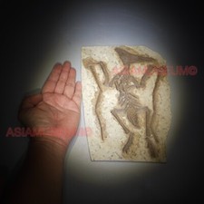 Ptérosaure Dinosaure Oeuf