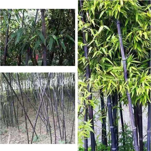 Purple bamboo seeds - seeds,