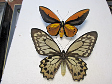Entomologie Papilionidae