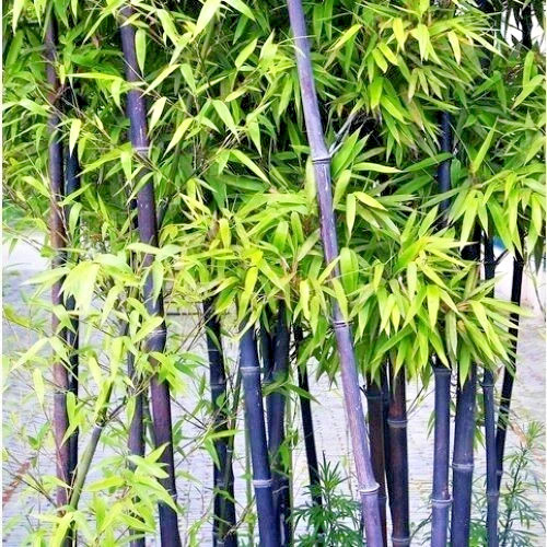 Black bamboo seeds - 50+black,