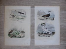 2 Gravures Oiseaux couleur Buffon XIXeme - Tourne pierre Echasse Rale Cormoran 