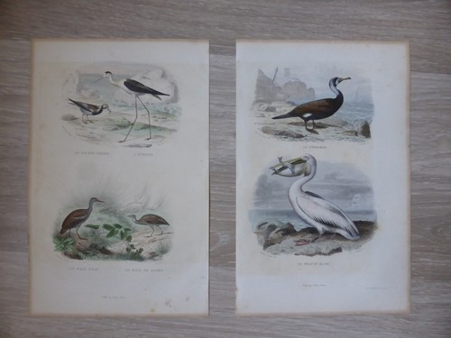Buffon gravures oiseaux - 2,