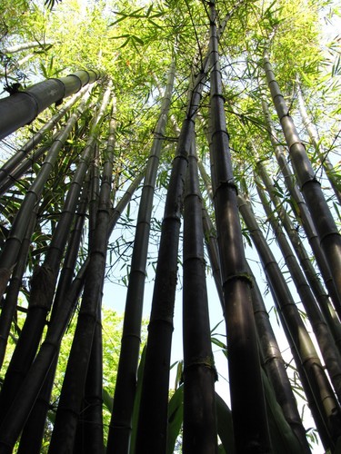 Black bamboo phyllostachys - bamboo,