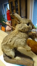 TAXIDERMIE LAPIN DES CHAMPS