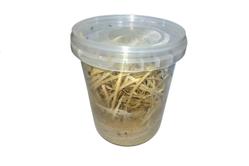 Boite drosophiles 520ml - boite,