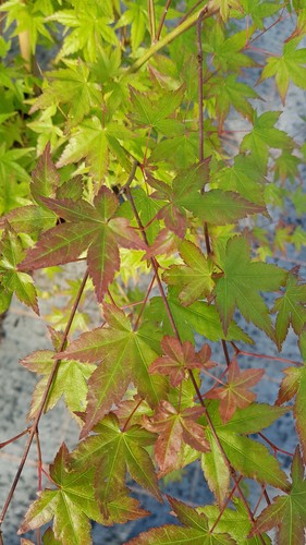 Acer palmatum erable du - palmatum,