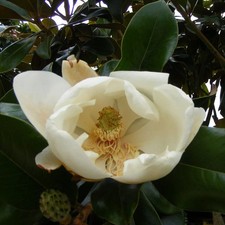 Magnolia grandiflora 'Nannetensis' - Magnolia double blanc 'Le Nantais'