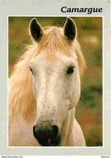 Animaux - Chevaux - Camargue -