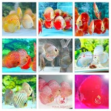 4 PACKS DISCUS-TOP QUALITY-USA