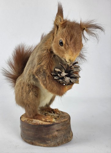 Taxidermie écureuil roux - taxidermie,