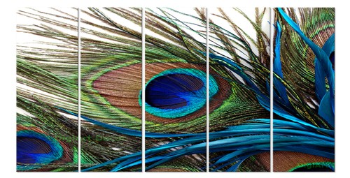 Peacock feather framed - peacock,