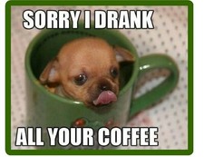   Funny Chihuahua Coffee Dog