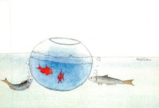 Petits poissons dans un bocal et poissons dans l'eau  - humoristique - M.CADIOU