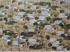 Magnifique Impression D'Oiseau Tunnicliffe ~ Canard Siffleur En Train De Paître