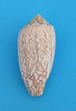 Conus archiepiscopus