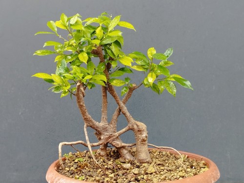 Bonsaï ficus cm en - ficus,