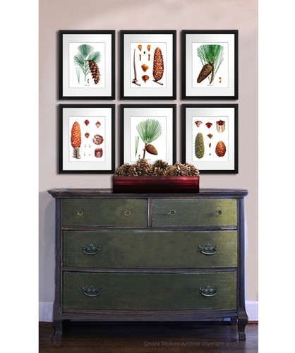 Botanical print set 6 - of,