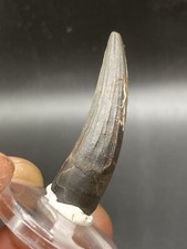 1,79" / 4,5 Cm Nice Suchominus