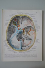 PLANCHE D'ANATOMIE HUMAINE