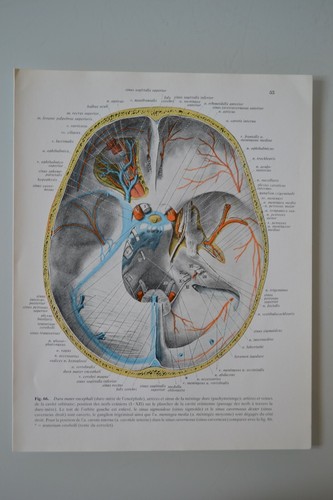 Planche anatomie humaine - planche, d'anatomie