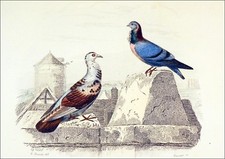 ORNITHOLOGIE - PIGEON MONDAIN