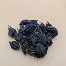 les Griffes de Lion ,Bicorne