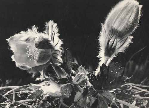 Photographie argentique pierre - photographie,