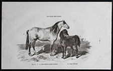 1882 - Bidet breton de Briec &