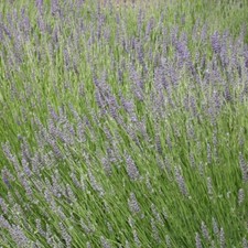 Huile essentielle LAVANDE