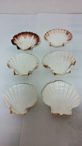 Coquilles saint jacques - coquilles,