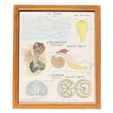 Affiche pédagogique scolaire Rossignol vintage / Ténia / Escargot / Oursin