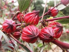 BISSAP OU OSEILLE DE GUINÉE OU INDIAN SORREL OU ROSELLE  5 GRAINES