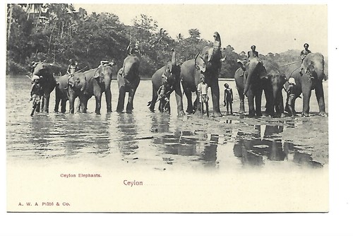 Sri lanka ceylon elephants - sri,