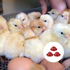  3 PCS Abreuvoir À Poulets Waterer Automatique Bols De Boisson Volaille