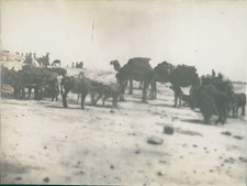 Tunisie, Mateur, Caravane au