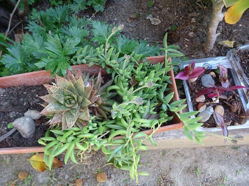 Lot plante succulante - ,