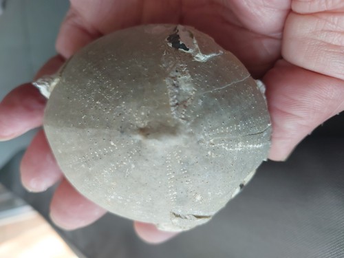 303g echinocorys gravesi du - 303g.,