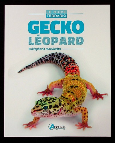 Gecko leopard reptiles - -, nac