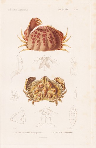 Calappa granulata crabes - calappa,