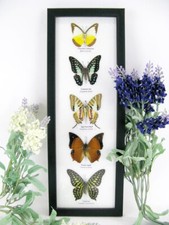 5 papillons - taxidermie cadre