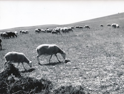 Lozère 1960 troupeau de - lozÈre,