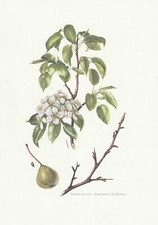 Planche 50 Histoire Naturelle