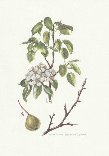 Planche histoire naturelle - 50,